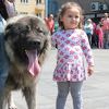 Banjalučani očarani moćnim šarplanincima koji su prodefilovali Trgom Krajine