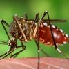 Potvrđen prvi slučaj Zika virusa u Hrvatskoj