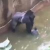 Gorila u zoo vrtu ubijen nakon što je dječak ušao u prostor sa životinjama