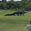Džinovski aligator prošetao golf terenom na Floridi