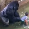 Pokrenuta istraga nakon ubistva gorile Harambe u zoološkom vrtu u Cincinnatiju