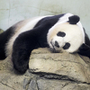 Gigantska panda rođena u zoološkom vrtu u Belgiji