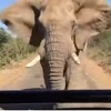 Schwarzenegger na safariju: Jednom slonu to se nije svidjelo