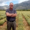 Hercegovina: Krče vinograde da bi posadili smilje i lavandu, zarada na dva hektara 200.000 KM