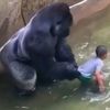 Slučaj gorile Harambe: Neće biti podignuta optužnica protiv dječakove majke