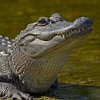 Florida: Aligator zgrabio i odvukao dječaka s plaže, potraga u toku