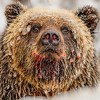 Tajni život grizli i polarnih medvjeda: Nevjerovatne fotografije "nježnih divova"