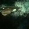 Google Earth "otkrio" morsko čudovište od 120 metara