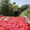 Proizvođači malina nezadovoljni otkupnom cijenom: Radije ćemo pustiti da propadne, nego dati za 2,5 KM