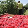 Ultimatum proizvođača urodio plodom: Dogovoreno povećanje cijena otkupa maline