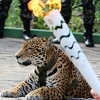 Ubijen jaguar koji je učestvovao u ceremoniji nošenja olimpijske baklje