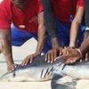 Ajkula uginula nakon što su je turisti izvukli na plažu zbog selfija