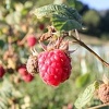 Zenička polja malina: Poljoprivrednici očekuju rekordne prihode