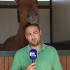 Najsmješniji izvještaj: Konj ometa reportera tokom snimanja
