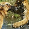 Njemački ovčar i tigar najbolji prijatelji od rođenja