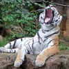 Španija: Tigar ubio čuvaricu u zoološkom vrtu u Benidormu
