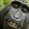 Istraživači "preveli" govor majmuna: Neke vrste glasova stare milione godina