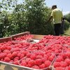Porodica Muslimović iz Bugojna uzgaja maline i proizvodi kvalitetno povrće