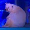 Najtužniji polarni medvjed na svijetu izložen kao eksponat u Kini