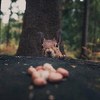 Skrivene emocije i ranjivost: Očaravajući portreti životinja u skandinavskim šumama