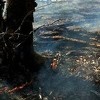 Na tromeđi općina Čapljina, Neum i Stolac izgorjelo više hektara šume