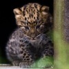 Dva leoparda rijetke vrste Amur rođeni u Engleskoj