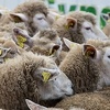 Od "plavog jezika" u Foči oboljelo više od 100 ovaca