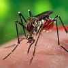 SAD: Pet slučajeva lokalnog prijenosa Zika virusa