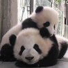 Dirljivi video: Kada panda masira prijatelja