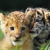 African Safari u Japanu: Mladunčad tigra i lava najbolji prijatelji