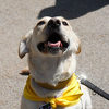 Do 23. decembra Dogs Trust uz standardni paket besplatne sterilizacije ljubimcima poklanja 4 kg kvalitetne hrane