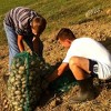 Učenici medrese u Cazinu vode farmu goveda te uzgajaju orahe, krompir i luk