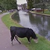 Google Street View zamaglio lice krave koja pase travu
