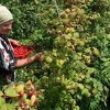 Herceg: Organska poljoprivredna proizvodnja uslov za EU i velika šansa za razvoj