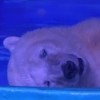 Najtužniji polarni medvjed na svijetu mogao bi dobiti novi dom