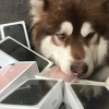 Kineski milijarder psu kupio osam iPhonea