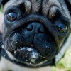 Veterinari u Velikoj Britaniji traže od građana da ne kupuju buldoge i mopse