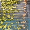 U Gornjem Vakufu pronađena plantaža indijske konoplje