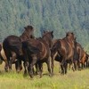 Kritično stanje u populaciji bosanskog brdskog konja