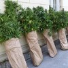 U Trebinju pronađena plantaža indijske konoplje i veća količina naoružanja