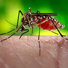 WHO: Zika virus će se vjerovatno širiti Azijom, očekuju se nove epidemije
