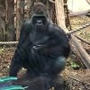 London Zoo: Gorila Kumbuka razbio staklo i pobjegao, posjetioci panično bježali