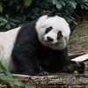 U 38. godini umrla najstarija panda koja je boravila u zatočeništvu