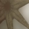 Jezivi trailer SF-a "Arrival" najavljuje dobru zabavu