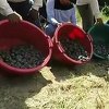 Peru: Desetine hiljada mladunaca kornjače pušteno u divljinu Amazona