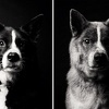 Fascinantna serija fotografija pokazat će vam kako psi stare