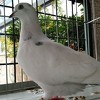 Jesenji sajam u Visokom okupio izlagače iz cijele BiH