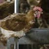 U nekoliko zemalja Evrope prijavljena epidemija ptičije gripe