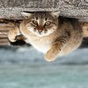Portreti životinja kroz objektiv ukrajinskog fotografa Sergeja Poluška