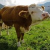 Poljoprivrednici iz RS-a traže zabranu uvoza goveda iz Srbije